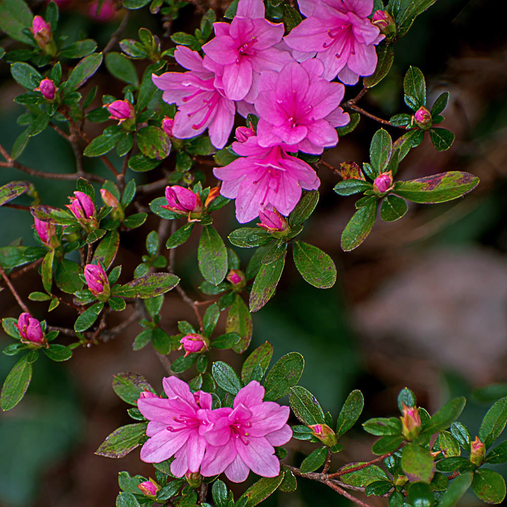 A photo of the Karen Azalea