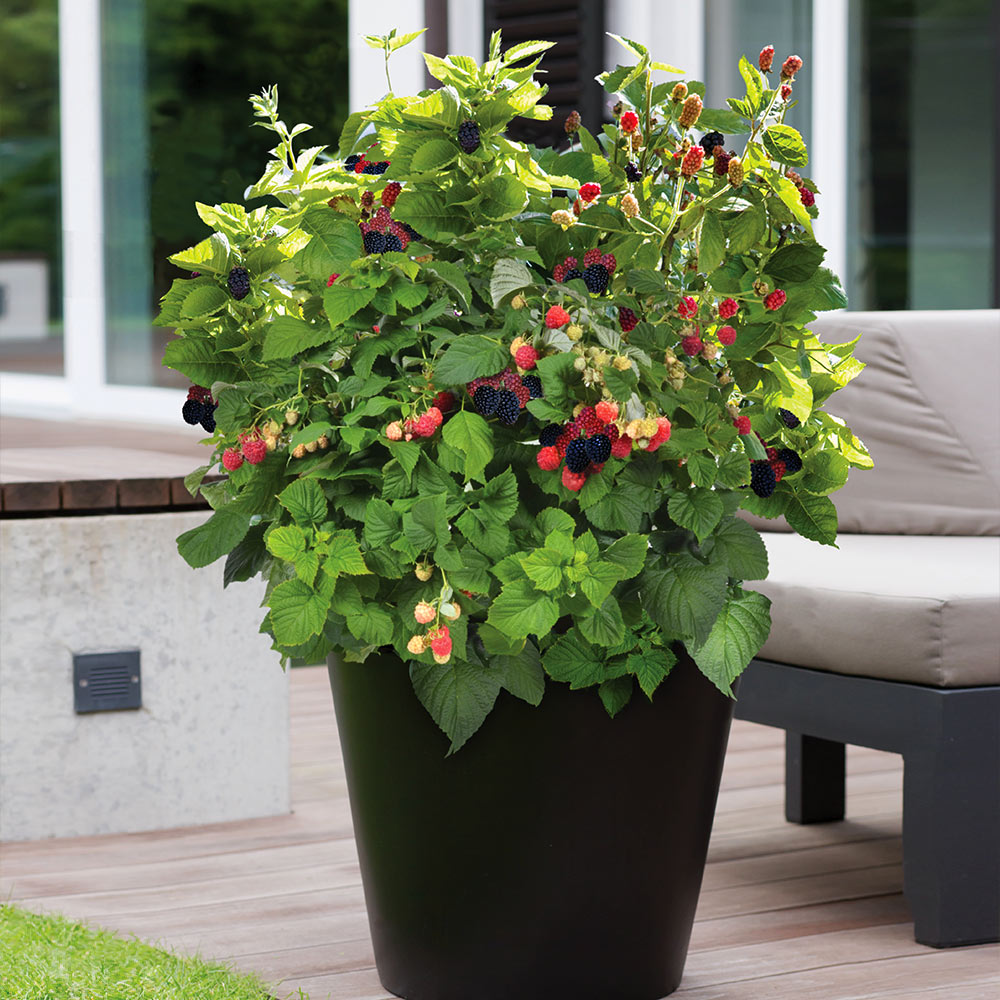 #4 - Bushel and Berry® Baby Cakes Blackberry® Bush