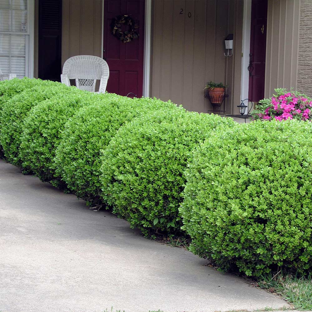 #4 - Baby Gem™ Boxwood Shrub