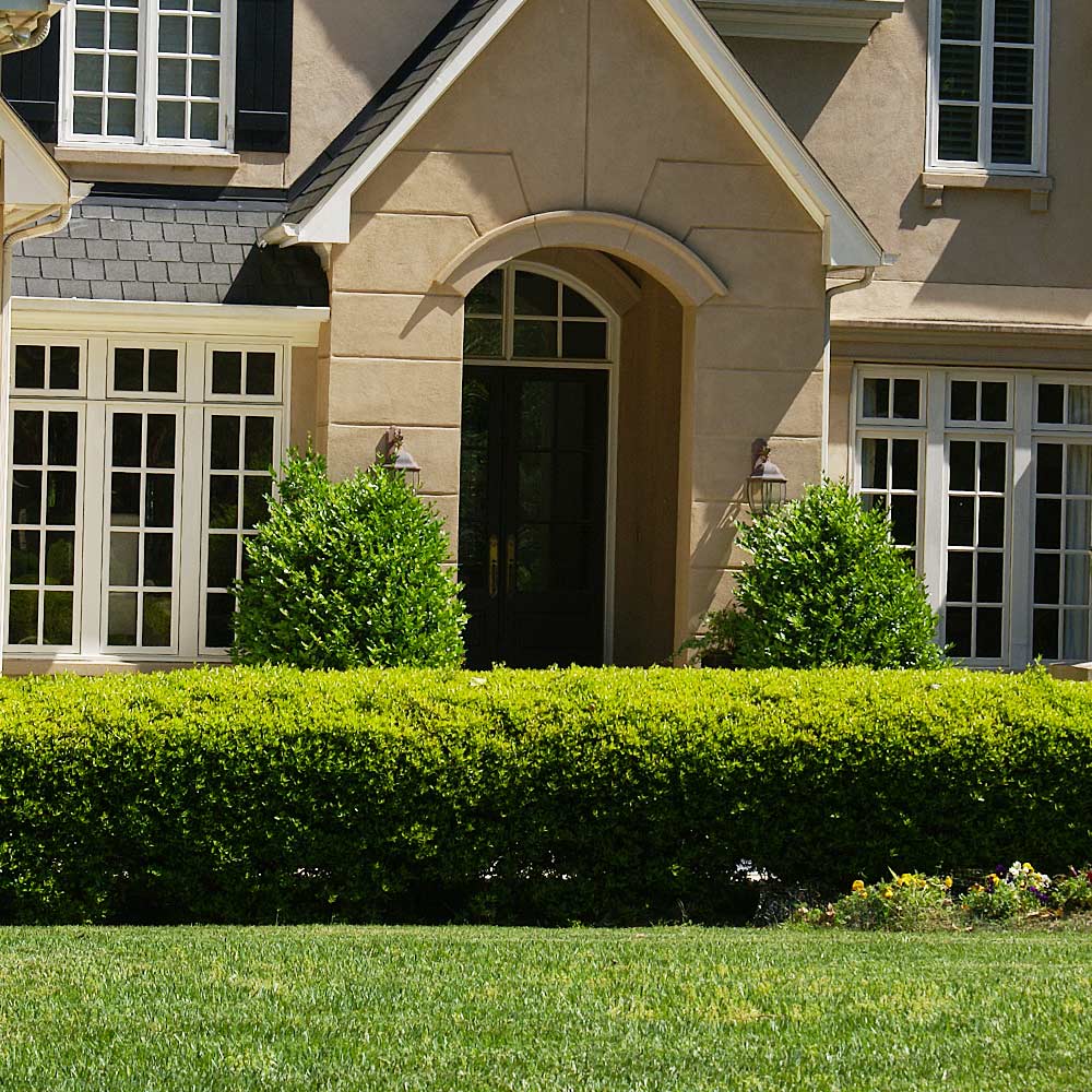 #2 - Baby Gem™ Boxwood Shrub