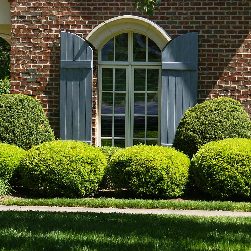 Baby Gem™ Boxwood Shrub
