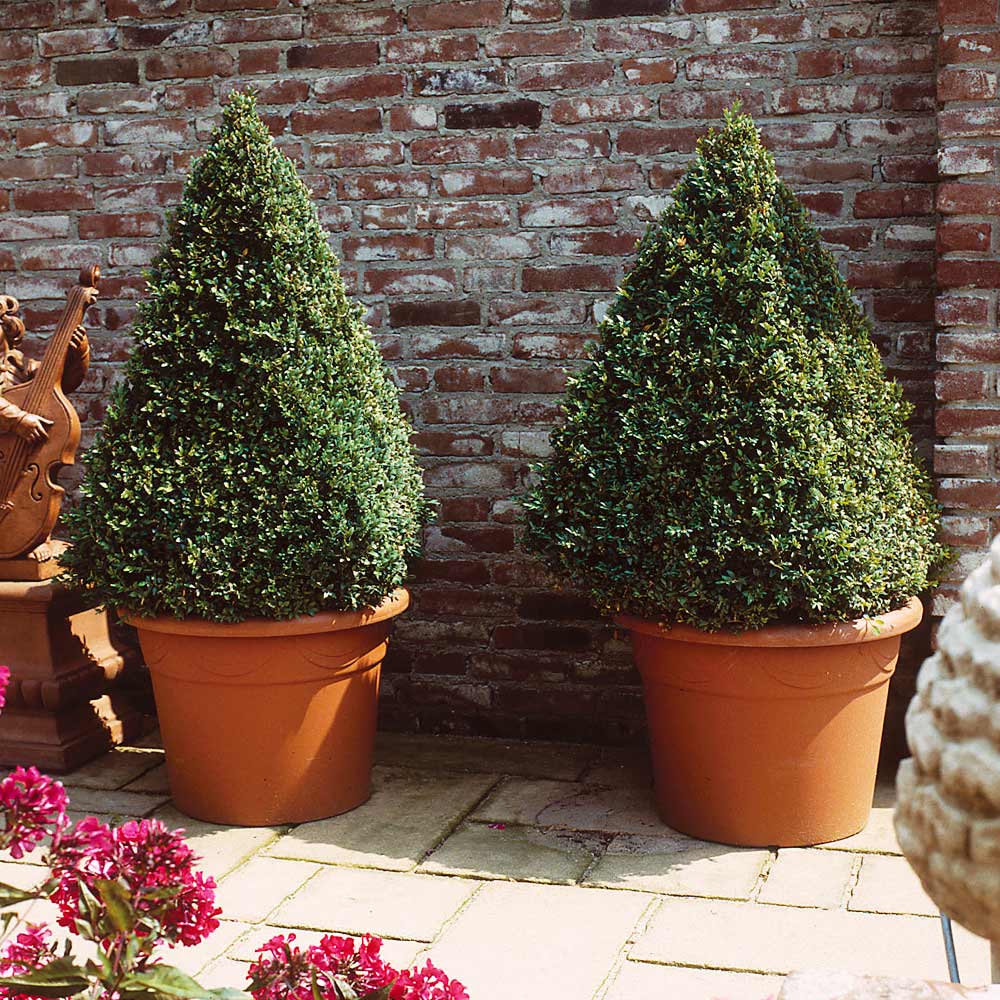 #3 - Baby Gem™ Boxwood Shrub