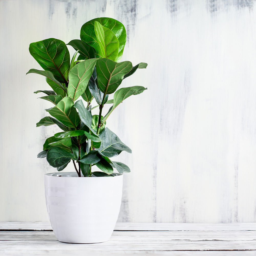 A photo of the Bambino Fiddle Leaf Fig