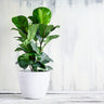 Bambino Fiddle Leaf Fig