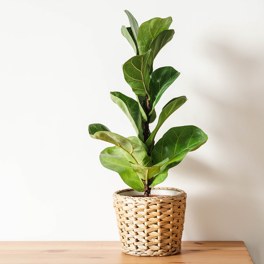 #3 - Bambino Fiddle Leaf Fig