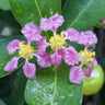 Barbados (Acerola) Cherry