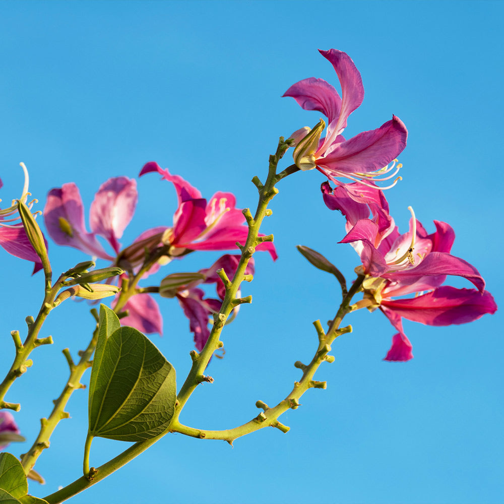 #4 - Hong Kong Orchid Tree