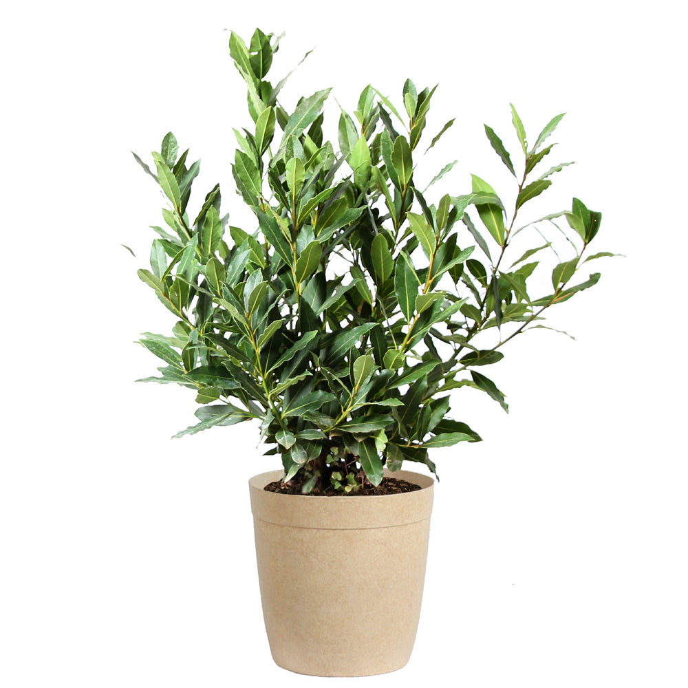 #5 - Bay Laurel
