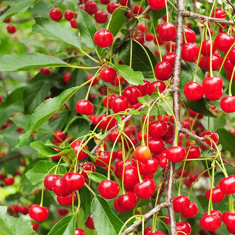 Cherries on cherry tree