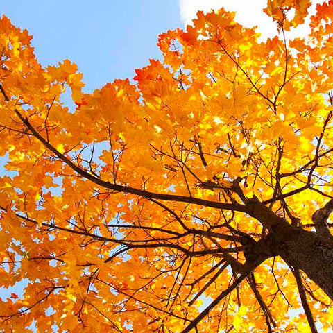Maple tree