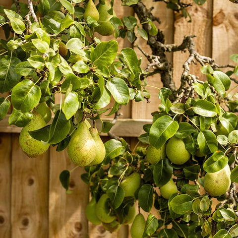 Pear tree with fruit