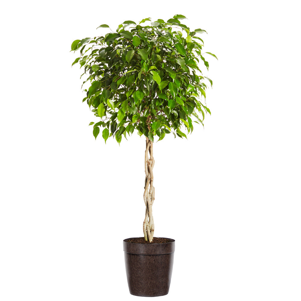 #4 - Benjamina Ficus Tree