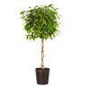 Benjamina Ficus Tree