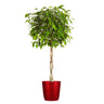 Benjamina Ficus Tree