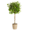 Benjamina Ficus Tree