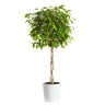 Benjamina Ficus Tree