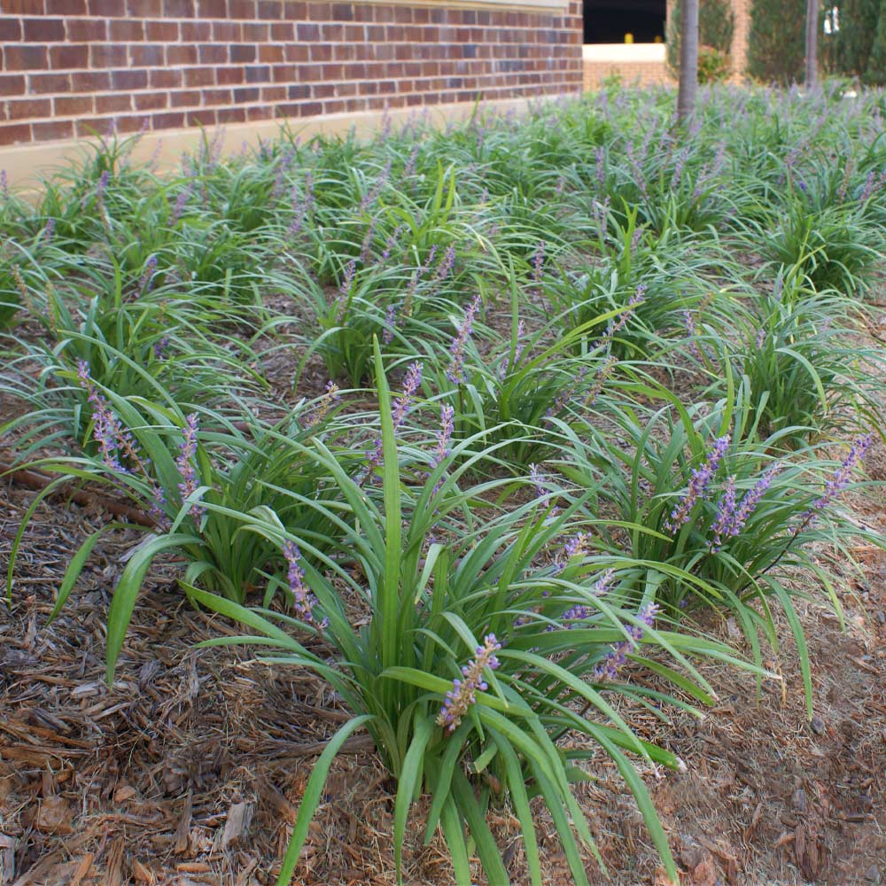 #2 - Big Blue Liriope Plant