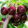 Bing Cherry