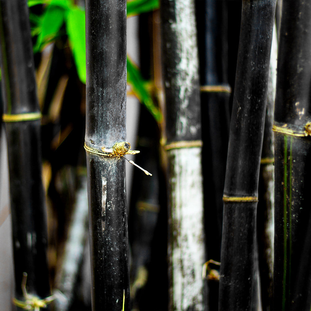 #3 - Black Bamboo Plant