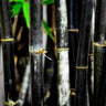 Black Bamboo Plant