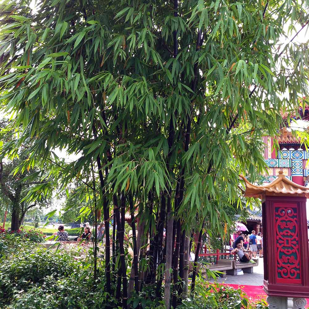 #2 - Black Bamboo Plant