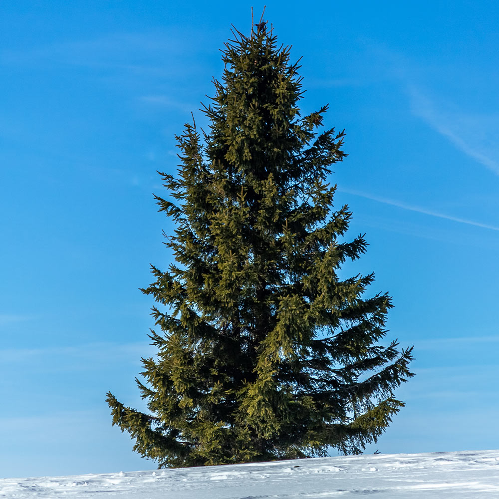 A photo of the Black Hills Spruce Tree
