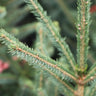 Black Hills Spruce Tree