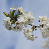 Dwarf Black Tartarian Cherry Tree