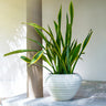 Snake Plant
