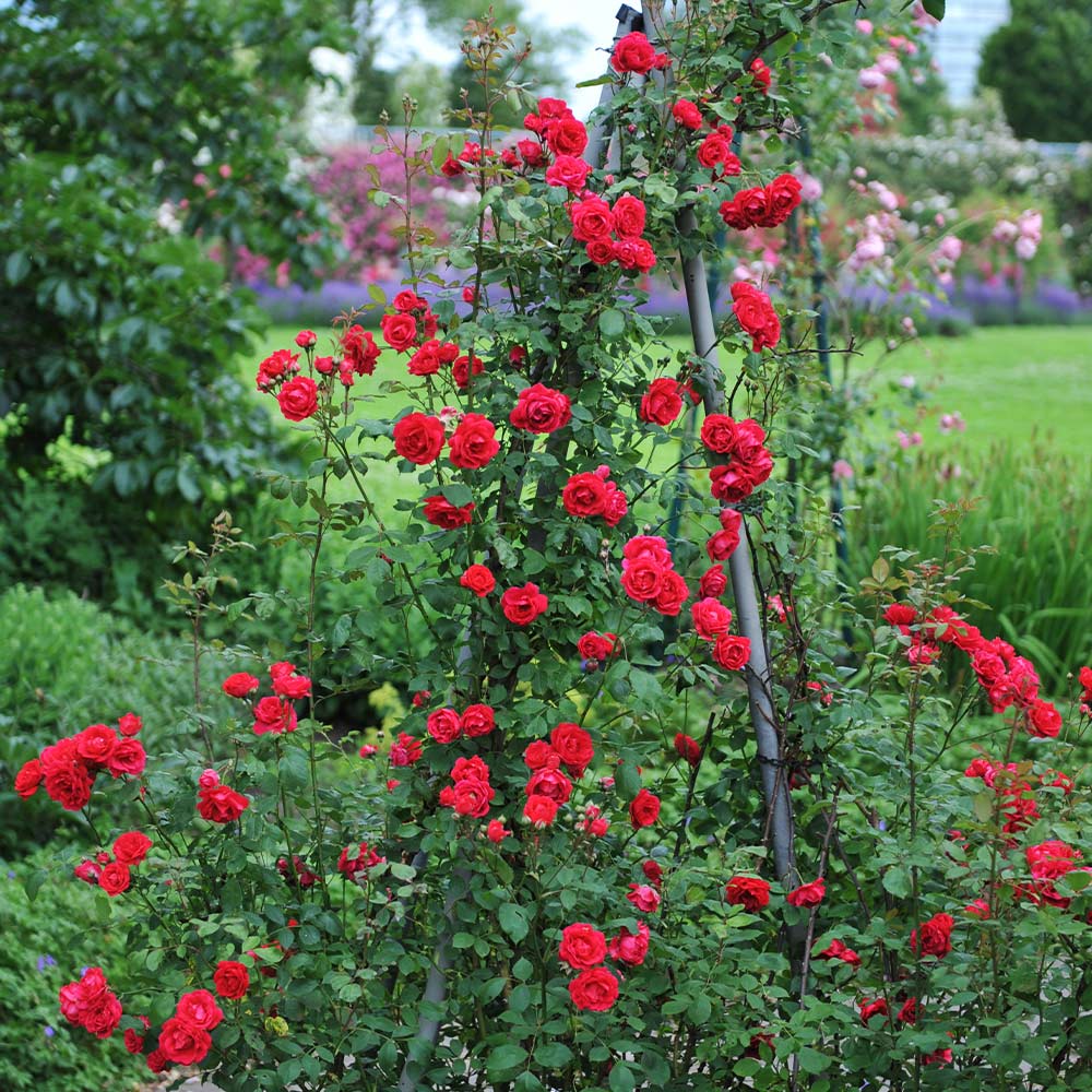 A photo of the Blaze Improved Climbing Rose