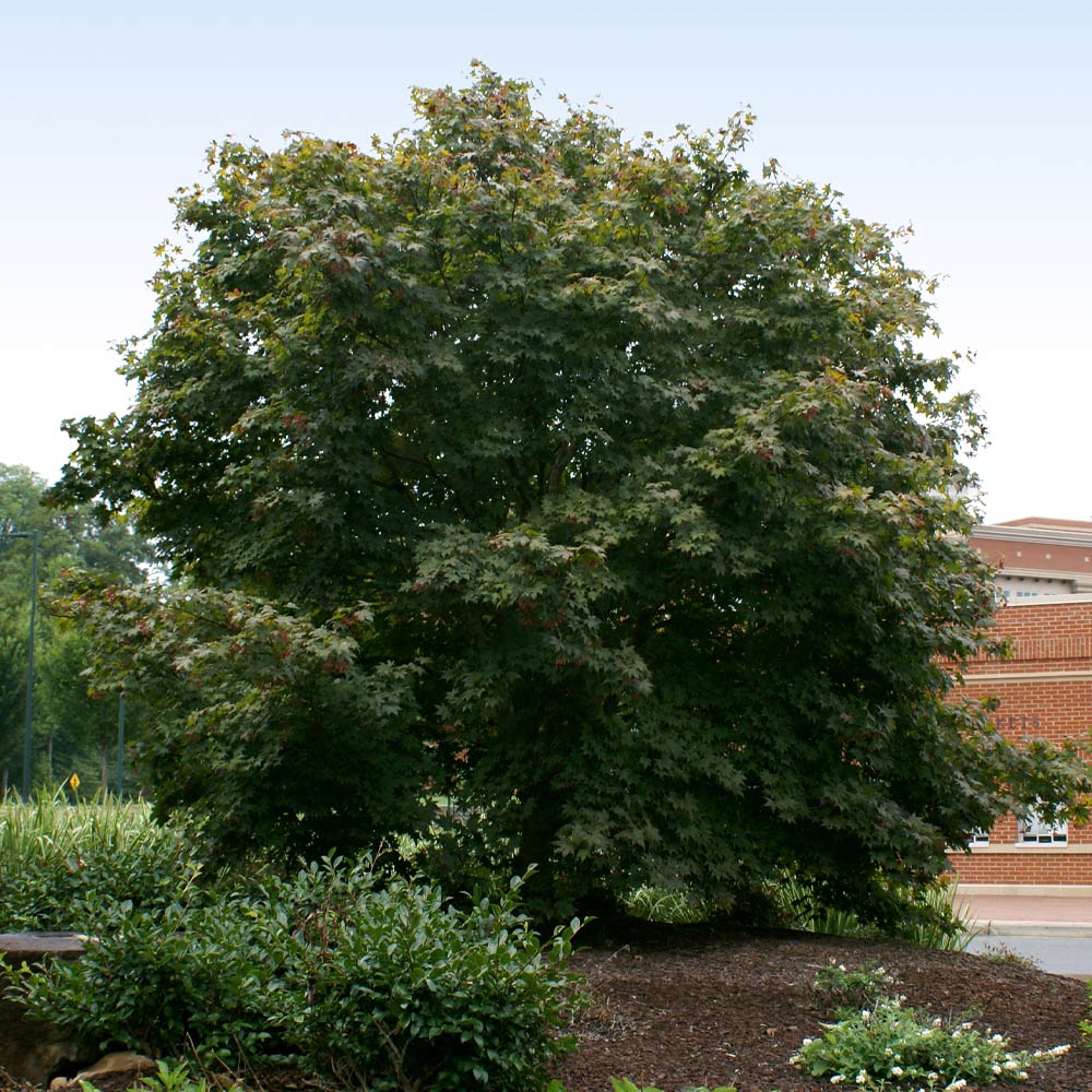 #3 - Bloodgood Japanese Maple Tree