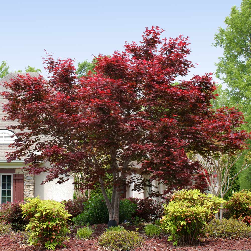 #2 - Bloodgood Japanese Maple Tree