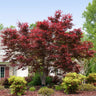 Bloodgood Japanese Maple Tree