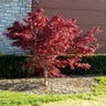 Bloodgood Japanese Maple Tree