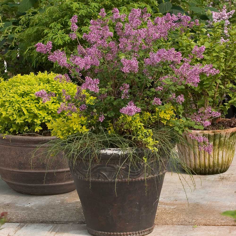 #4 - Bloomerang® Purple Reblooming Lilac Shrub