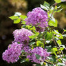 Bloomerang® Purple Reblooming Lilac Shrub