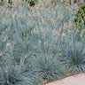 Blue Festuca Grass (Blue Fescue)