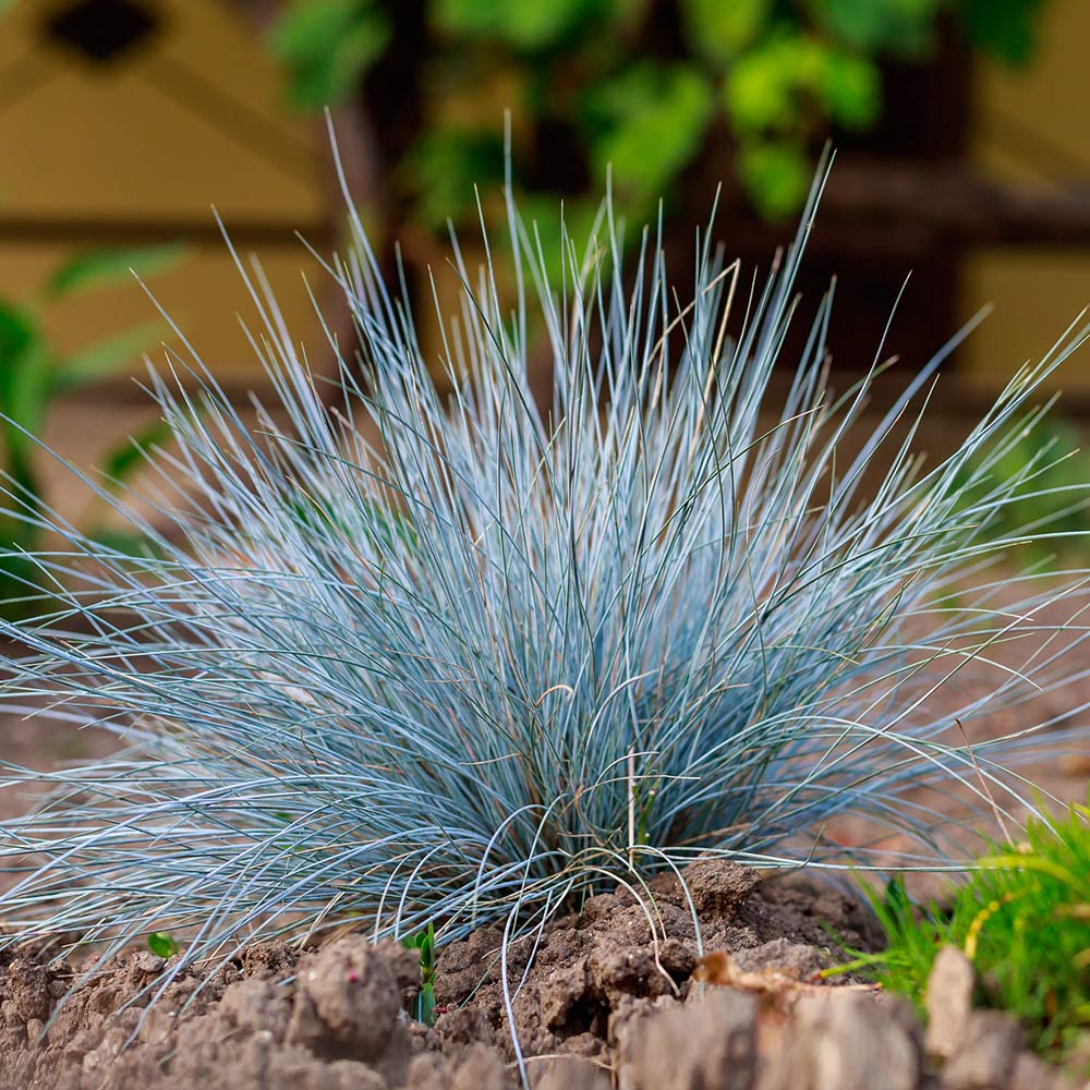 A photo of the Blue Festuca Grass (Blue Fescue)