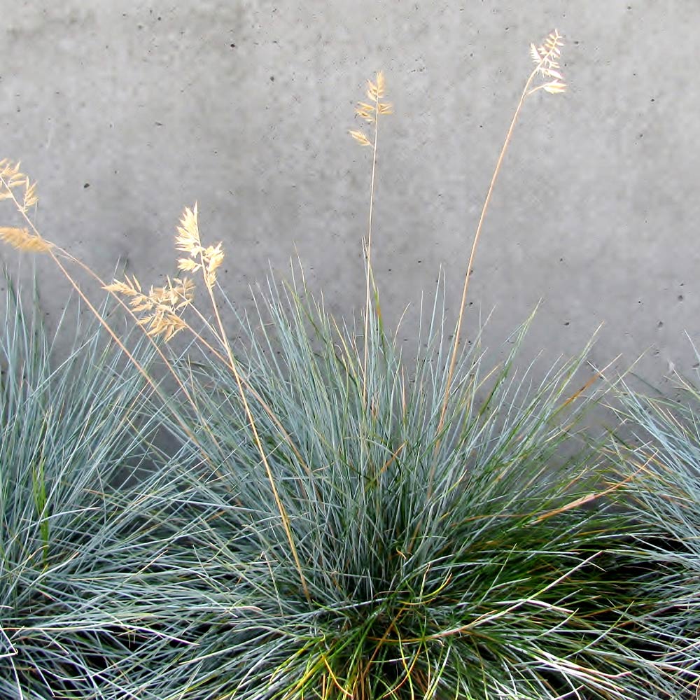 #2 - Blue Festuca Grass (Blue Fescue)