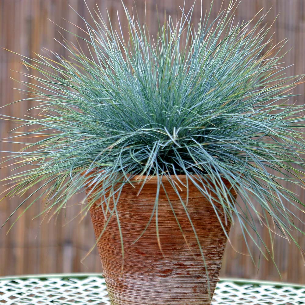 #3 - Blue Festuca Grass (Blue Fescue)