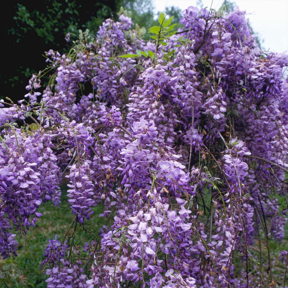 #2 - Blue Moon Wisteria Vine