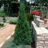 Blue Point Juniper Tree