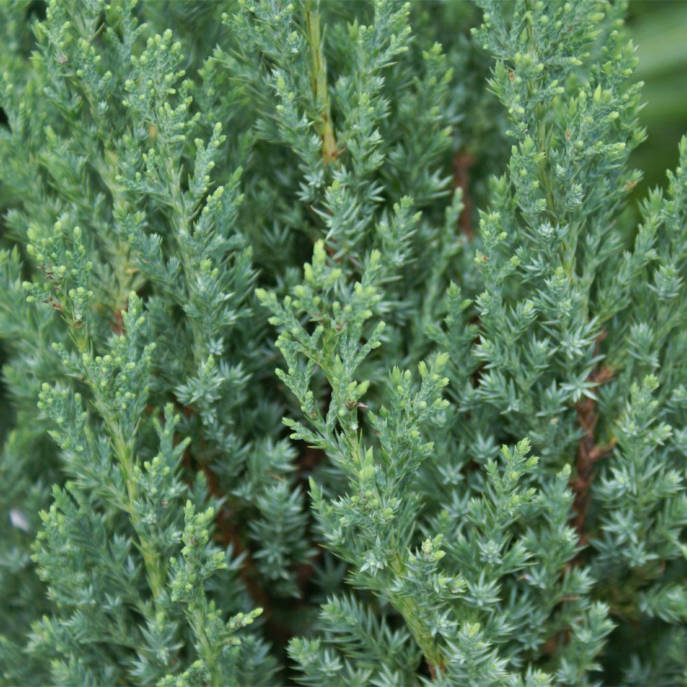 A photo of the Blue Point Juniper Tree