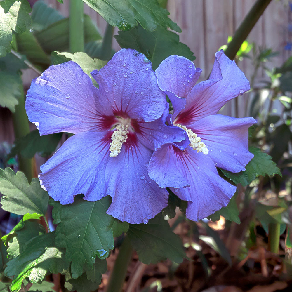#2 - Azurri Blue Satin® Rose of Sharon Althea Tree