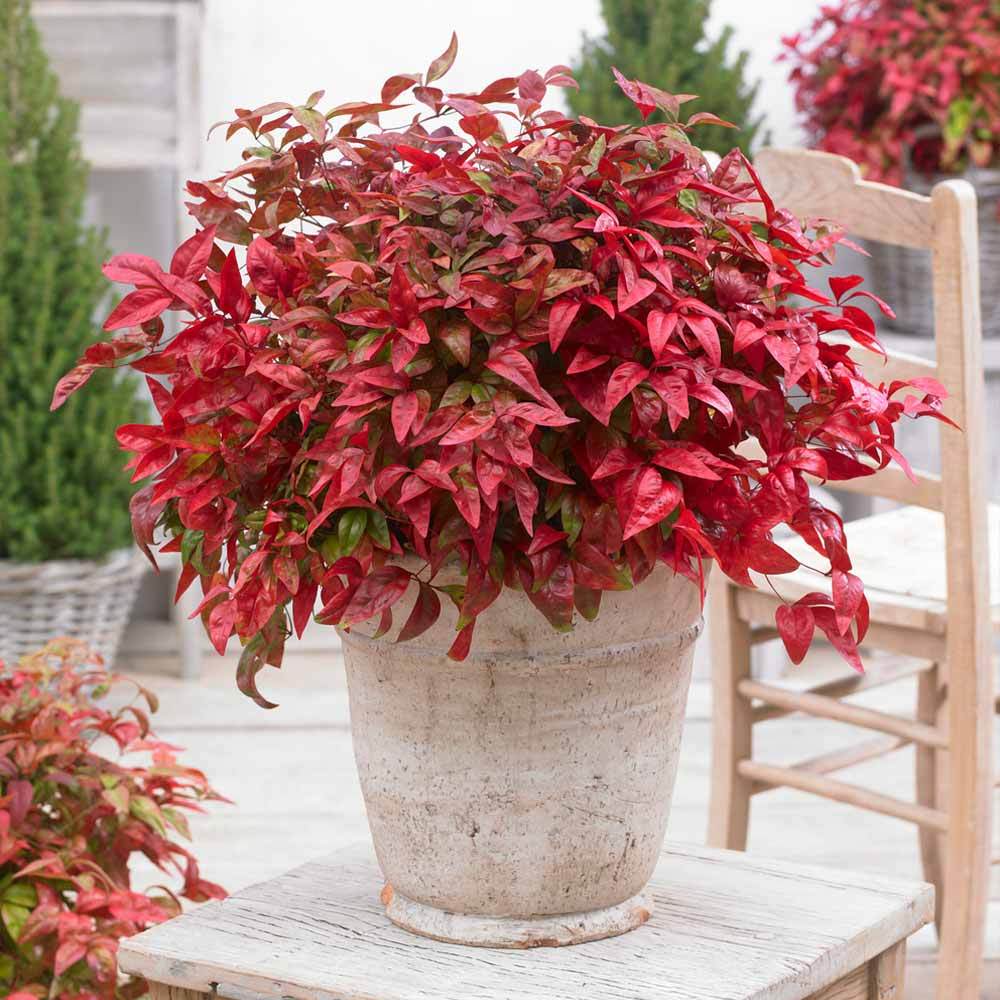 A photo of the Blush Pink™ Nandina Shrub