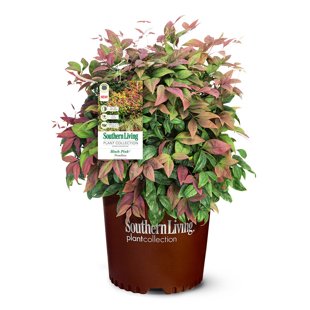 #5 - Blush Pink™ Nandina Shrub