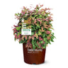 Blush Pink™ Nandina Shrub