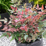 Blush Pink™ Nandina Shrub