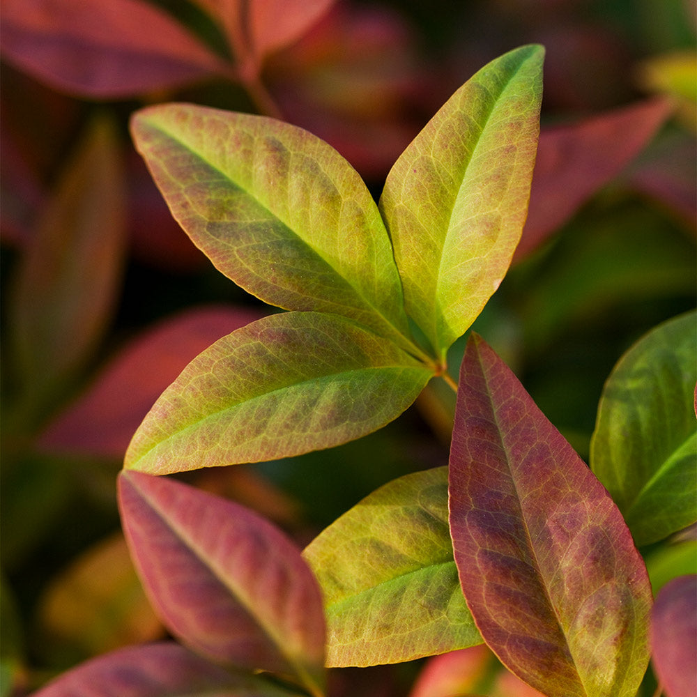 #4 - Blush Pink™ Nandina Shrub