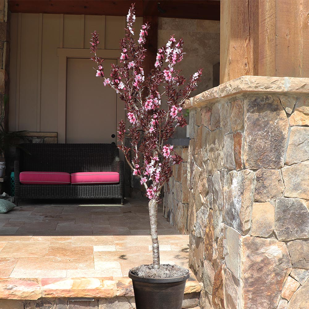 #4 - Bonfire Patio Peach Tree
